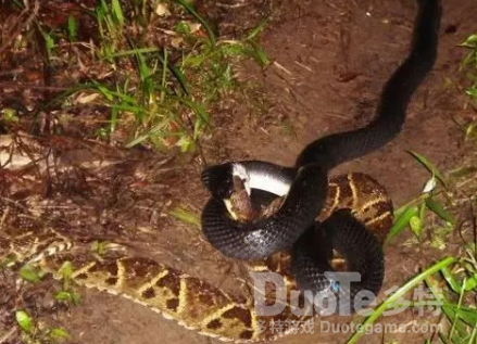 蛇类的抗毒性介绍