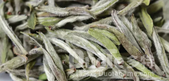 万病之药白茶介绍