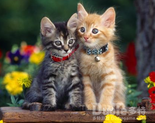 品种猫介绍大全