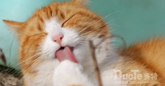 观察猫年龄大小的方法