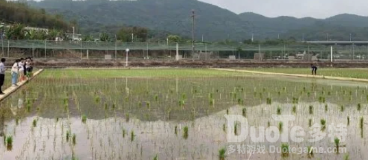 搭乘嫦娥五号的太空稻种长大了