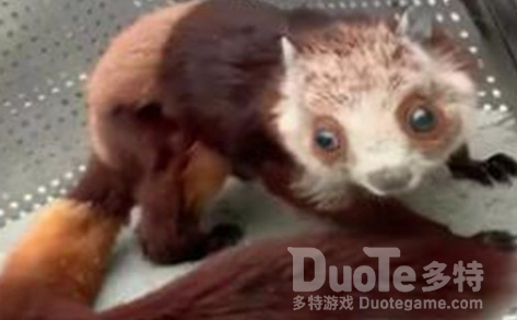 四川乐山发现野生飞狐