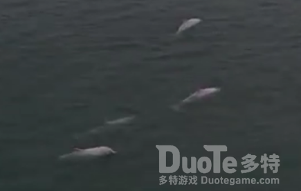 广东南澳岛现5只粉色海豚