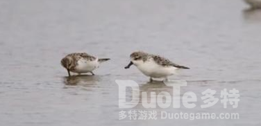 浙江玉环发现世界极危鸟种