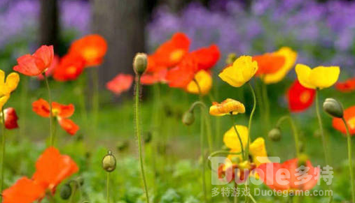 上海的奇花异草观赏