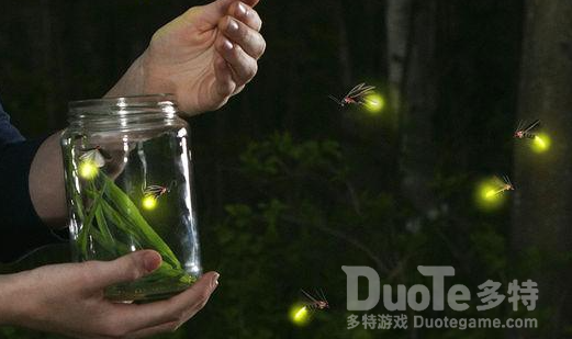 云南发现3个萤火虫新种