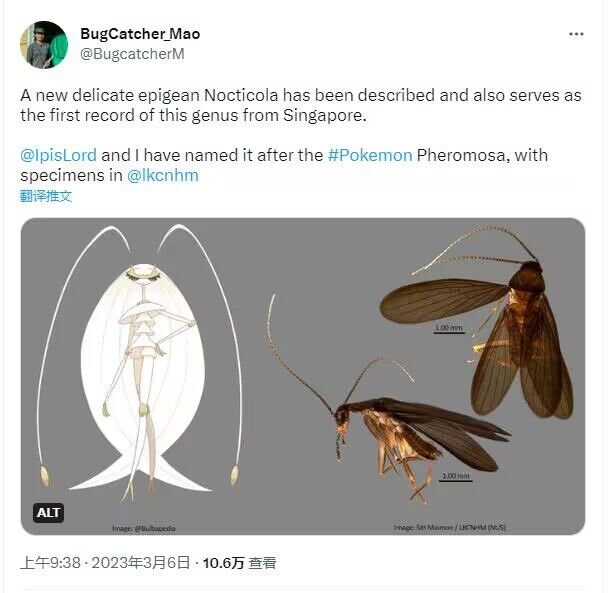 新加坡新品种蟑螂用宝可梦命名