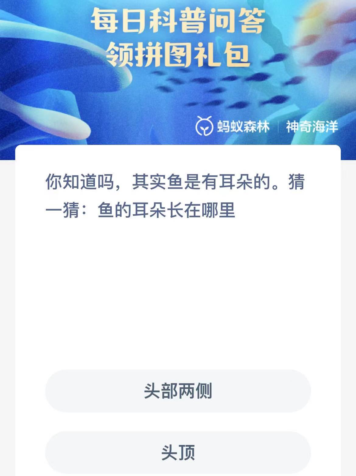 鱼的耳朵神奇海洋