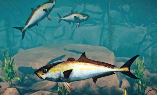 动物园之星增添新物种黄尾鰤鱼MOD
