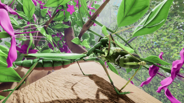 大自然与生命：沉迷花蜜免安装绿色学习版[整合孔雀跳蛛DLC]