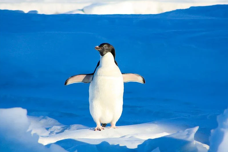 终极企鹅模拟器